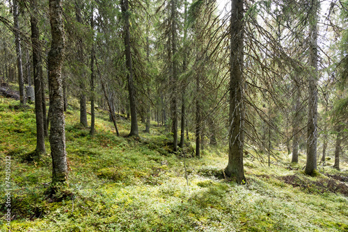 An old-growth coniferous forest growing on a slope in Närängänvaara near Kuusamo, Northern Finland
