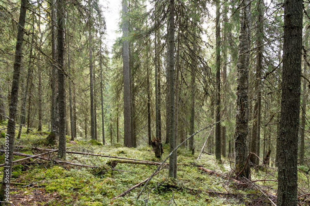 Fototapeta premium An old-growth coniferous forest growing on a slope in Närängänvaara near Kuusamo, Northern Finland