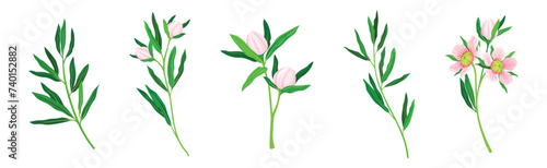 Manuka or Tea Tree as Flowering Plant with Pink Flowers Vector Set