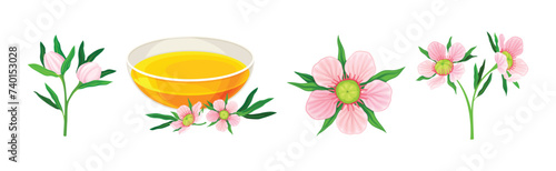 Manuka or Tea Tree as Flowering Plant with Pink Flowers and Sweet Honey Vector Set