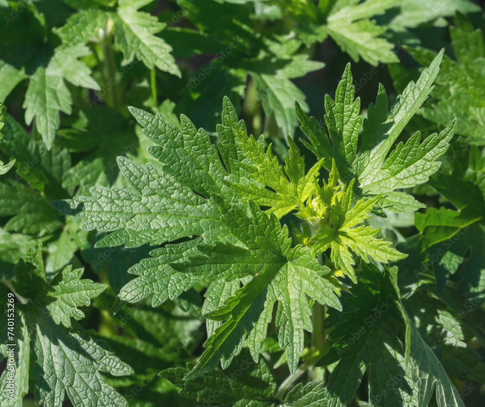 leaves of Motherwort (Leonorus cardiaca),Germany leaves of Motherwort (Leonorus cardiaca),Germany