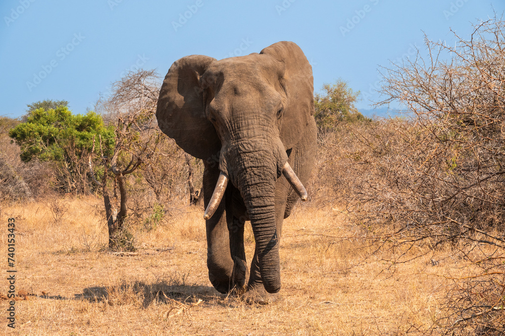 Male Elephant Approaching ,South Africa