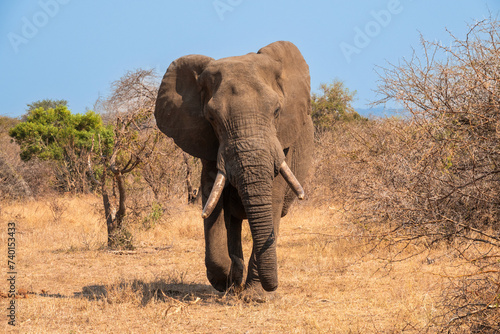 Male Elephant Approaching ,South Africa