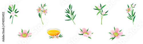 Manuka or Tea Tree as Flowering Plant with Pink Flowers and Sweet Honey Vector Set