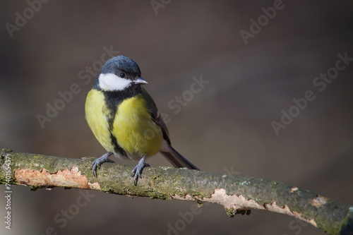 Parus major aka great tit on the tree. Common bird in Czech republic nature. Isolated on clear blurred background.