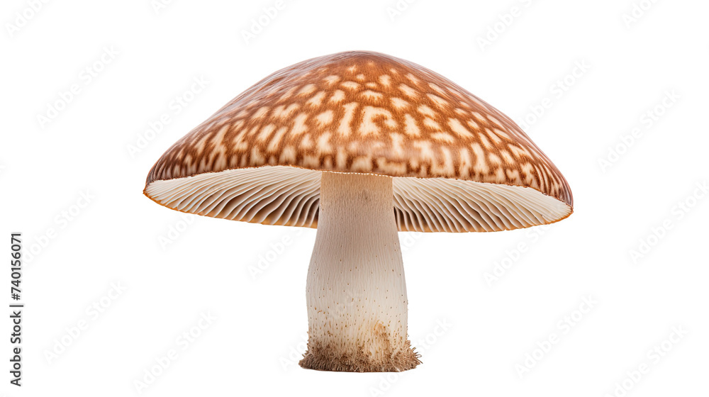 Nuclear explosions mushroom cloud on white or transparent background