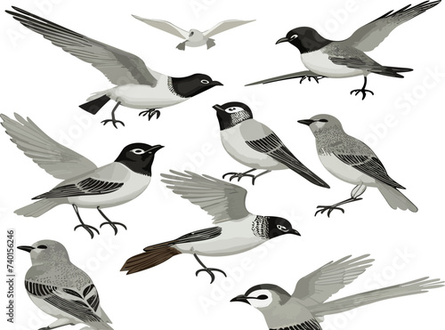 Bird species hand drawn set. Vector isolated flying pigeon, swallow, sparrow, robin, starling, blue tit, lark, northern cardinal, oriole, american goldfinch, eastern bluebird. Linear engraved art.