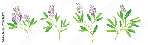 Blooming Alfalfa Plant with Purple Floret and Green Stem Vector Set