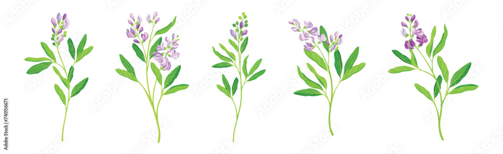 Blooming Alfalfa Plant with Purple Floret and Green Stem Vector Set Blooming Alfalfa Plant with Purple Floret and Green Stem Vector Set