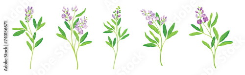 Blooming Alfalfa Plant with Purple Floret and Green Stem Vector Set