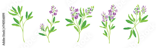 Blooming Alfalfa Plant with Purple Floret and Green Stem Vector Set