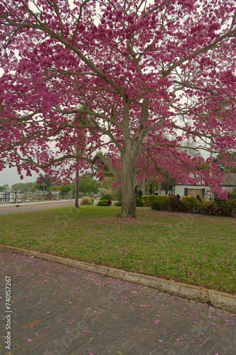 Pink trumpet tree (Handroanthus heptaphyllus) near Coffee Pot Bayou In St. Petersburg, Florida. Wide angle view on a cloudy mid morning. 