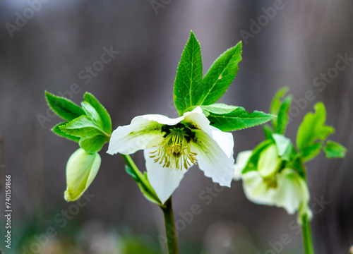 oriental hellebore in the forest