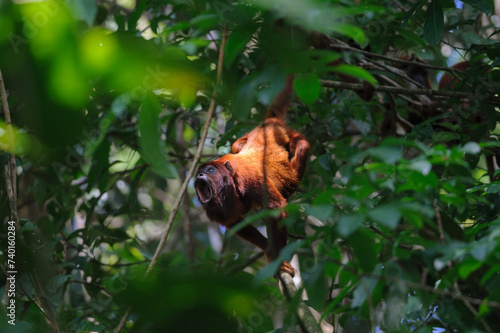 Red howler - Alouatta seniculus monkey vocalizing amongst lush greenery in a tropical rainforest in Tambopata National Reserve, Peru