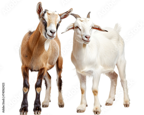 Two goats standing on transparent background