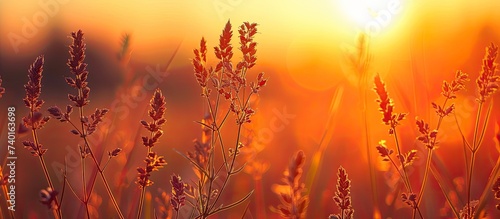 A field of grass is illuminated by the warm glow of the setting sun in the background. The orange hues of the sunset create a picturesque scene against the grassy landscape.