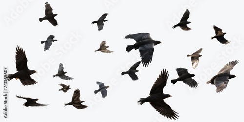 A flock of birds flying in the air. Suitable for various nature and wildlife concepts © Fotograf
