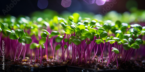   A close up of a bunch of small plants Micro-green healthy food and greens grass. sprouting microgreens.
   photo