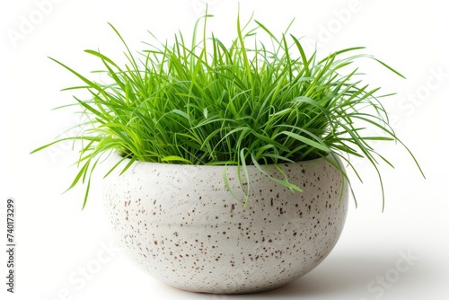 A potted plant containing lush green cat grass, vibrant and lively, symbolizing growth and natures beauty in a confined space