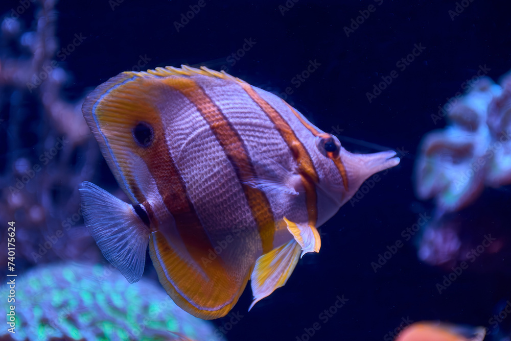 Naklejka premium Photo of a tropical fish on a coral reef