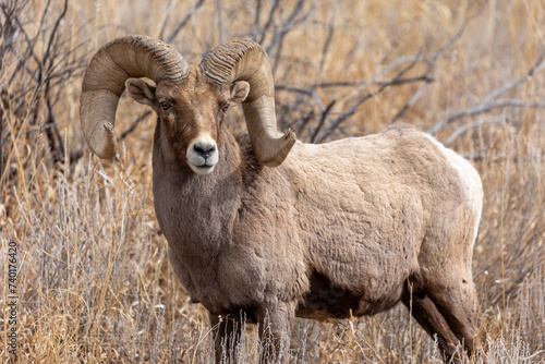 Bighorn Sheep Portrait Colorado Species