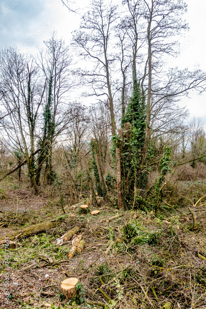 Frisch gesägte Baumstämme im Wald