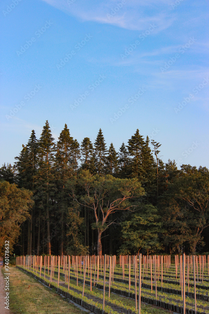 Raspberry plants in lines with metal pipes and nets at evening sunset, British raspberry farm with green trees