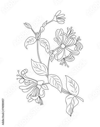 Honeysuckle June birth month flower line art drawing. Lonicera Periclymenum botanical vector illustration isolated on white background. Modern minimalist design for logo, tattoo, wall art, poster. photo