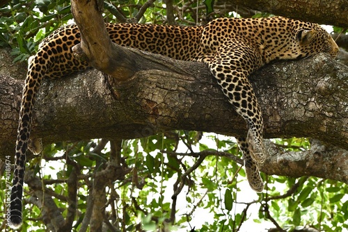 Schlafender Leopard in gro  em Baum ist wundersch  n anzusehen.