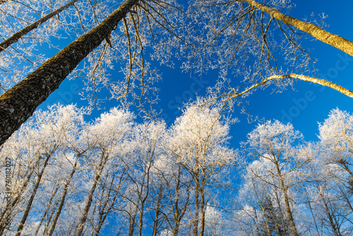 frosty trees on blue sky