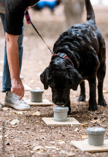 Photography Professional training for dogs in nosework