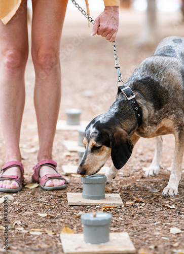 Canvas Print Professional training for dogs in nosework