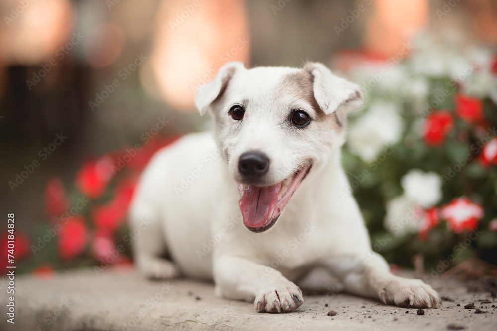 a jack russell terrier dog lying next to flowers in a city park a jack russell terrier dog lying next to flowers in a city park