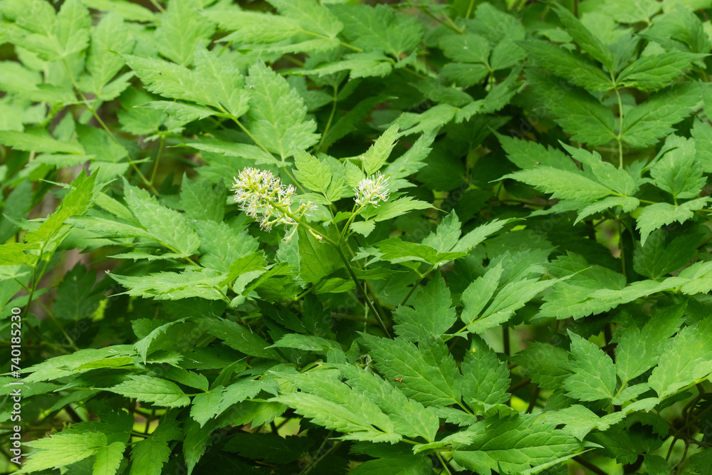 Baneberry with lush green leaves blooming in a summery forest in Oulanka National Park, Northern Finland Baneberry with lush green leaves blooming in a summery forest in Oulanka National Park, Northern Finland
