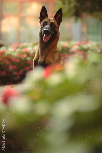 a belgian shepherd malinois dog sitting among red flowers in a city park looking happy