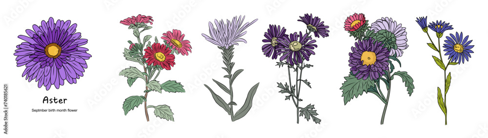 Aster September Birth month flower colorful vector illustrations set isolated on white background. Floral Modern minimalist design for logo, tattoo, wall art, poster, packaging, stickers, prints.  - obrazy, fototapety, plakaty 