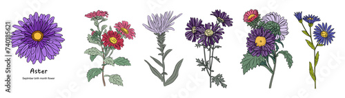 Aster September Birth month flower colorful vector illustrations set isolated on white background. Floral Modern minimalist design for logo, tattoo, wall art, poster, packaging, stickers, prints.  photo