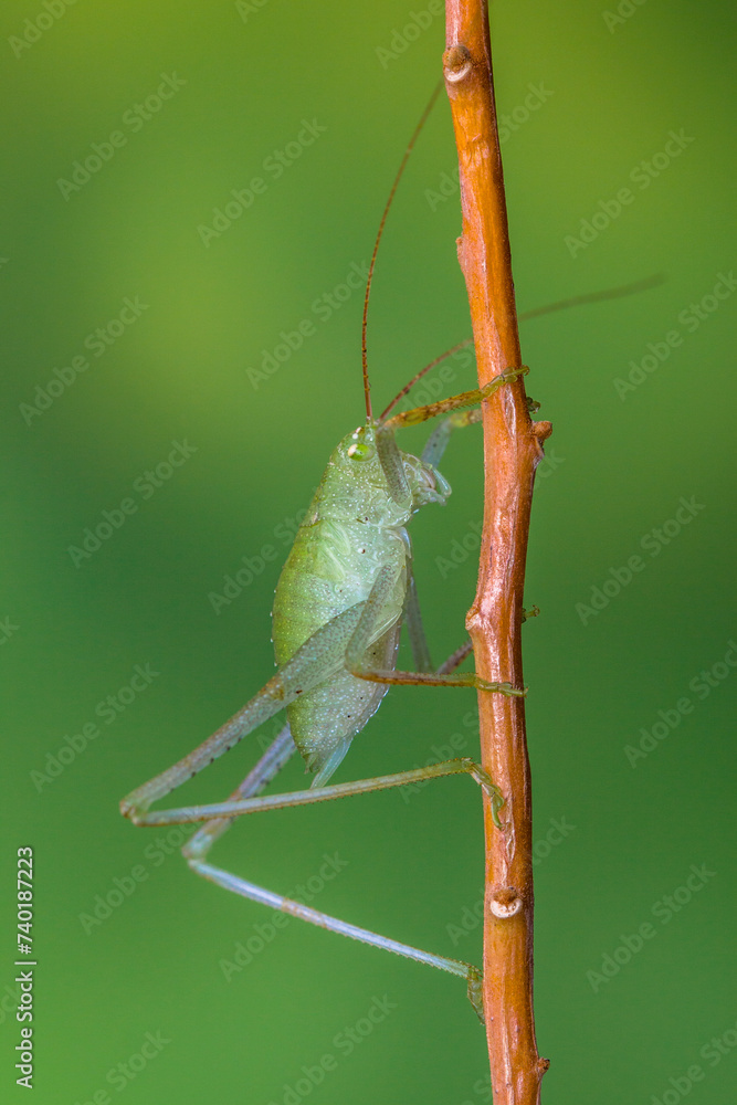 Grasshoppers are insects with long, powerful back legs which they use for jumping. They generally live in dry habitats, such as fields, gardens and meadows Grasshoppers are insects with long, powerful back legs which they use for jumping. They generally live in dry habitats, such as fields, gardens and meadows