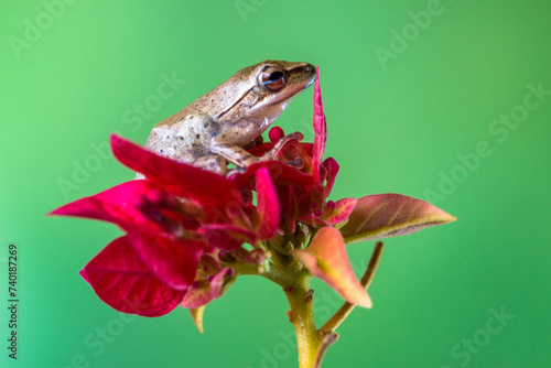 Polypedates leucomystax is a species in the shrub frog family Rhacophoridae. It is known under numerous common names, including common tree frog photo