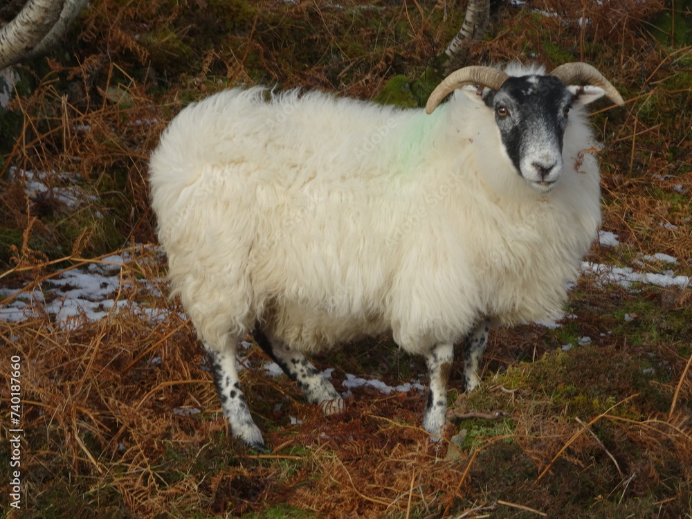 Obraz premium Loch Portree, Isle of Skye, United Kingdom