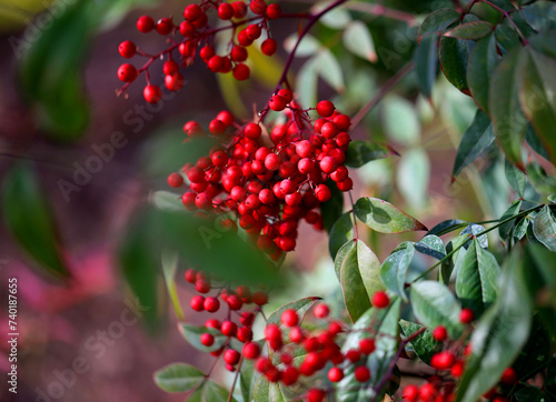 Photo background red berries