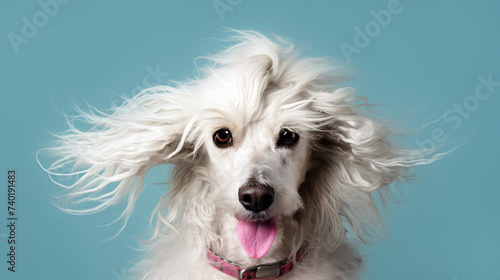 Portrait of a joyful long-haired dog