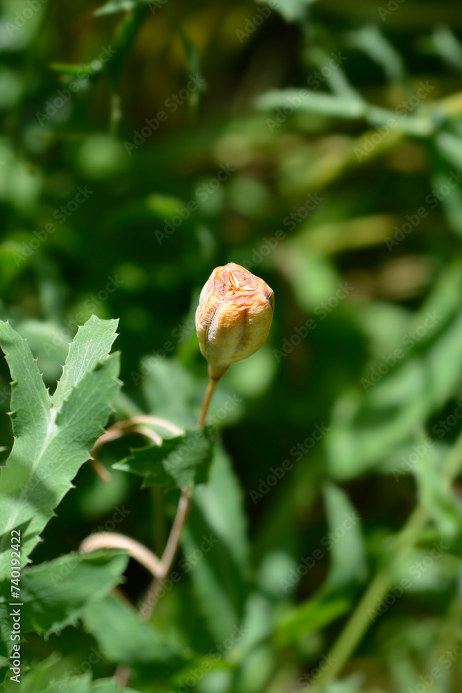 Alpine checkered lily seed pod Alpine checkered lily seed pod