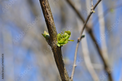 Morows honeysuckle new leaves photo