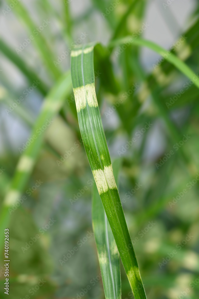 Fototapeta premium Chinese silver grass Strictus leaves