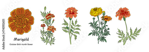 Marigold October Birth month flower colorful vector illustrations set isolated on white background. Floral Modern minimalist design for logo, tattoo, wall art, poster, packaging, stickers, prints. 