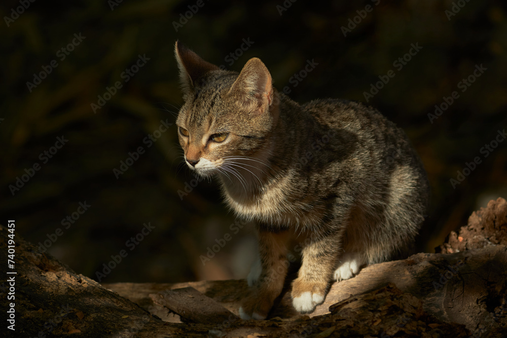 Wild Cat Enjoying the Sun in the Natural Environment Wild Cat Enjoying the Sun in the Natural Environment