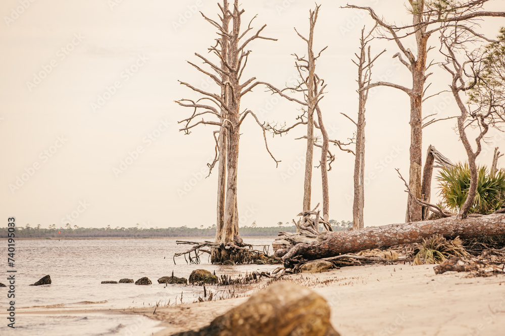 A large tree with it's roots exposed on a beach in Wakulla, Florida.