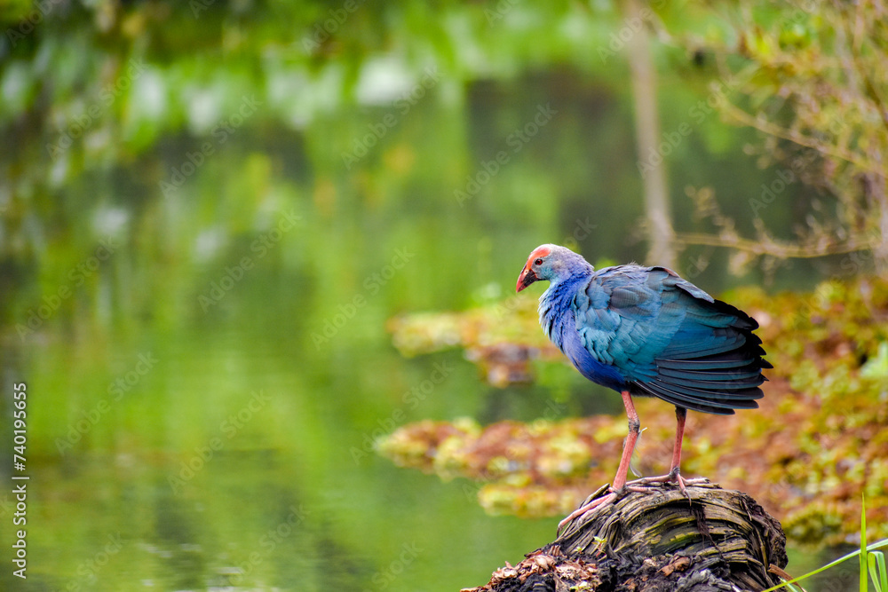 Fototapeta premium A swamphen bird in a wetland. Diyasaru Park, Sri Jayawardanapura, Sri Lanka.