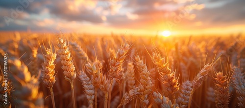 As the sun sets behind a vast field of wheat, the golden hues of the sky illuminate the bountiful harvest, a symbol of nature's abundance and the tireless efforts of agriculture